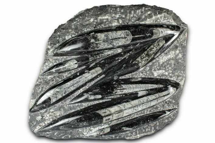 Polished Fossil Orthoceras (Cephalopod) Plate - Morocco #348447